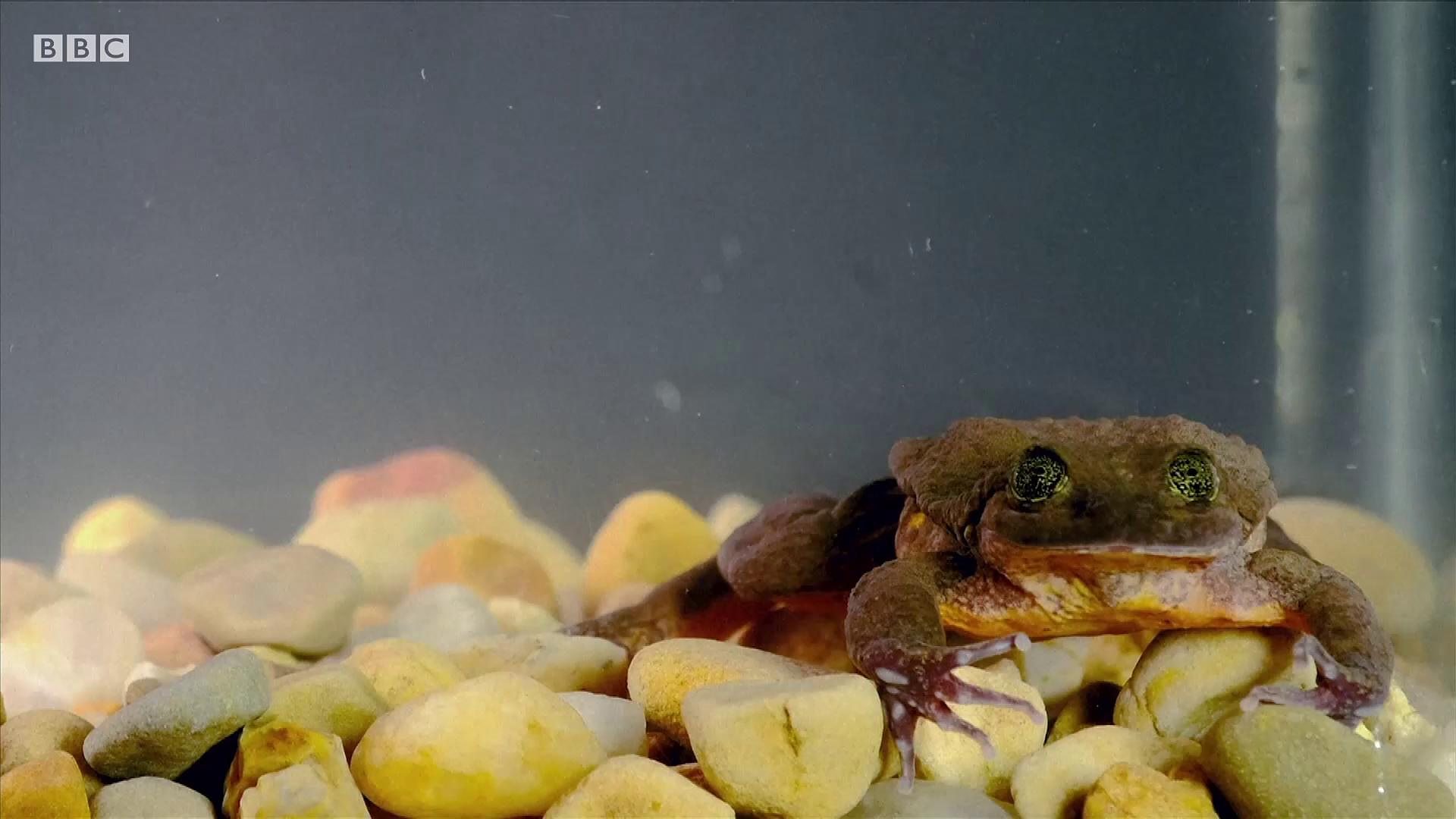 Najusamljeniji žabac na svetu
