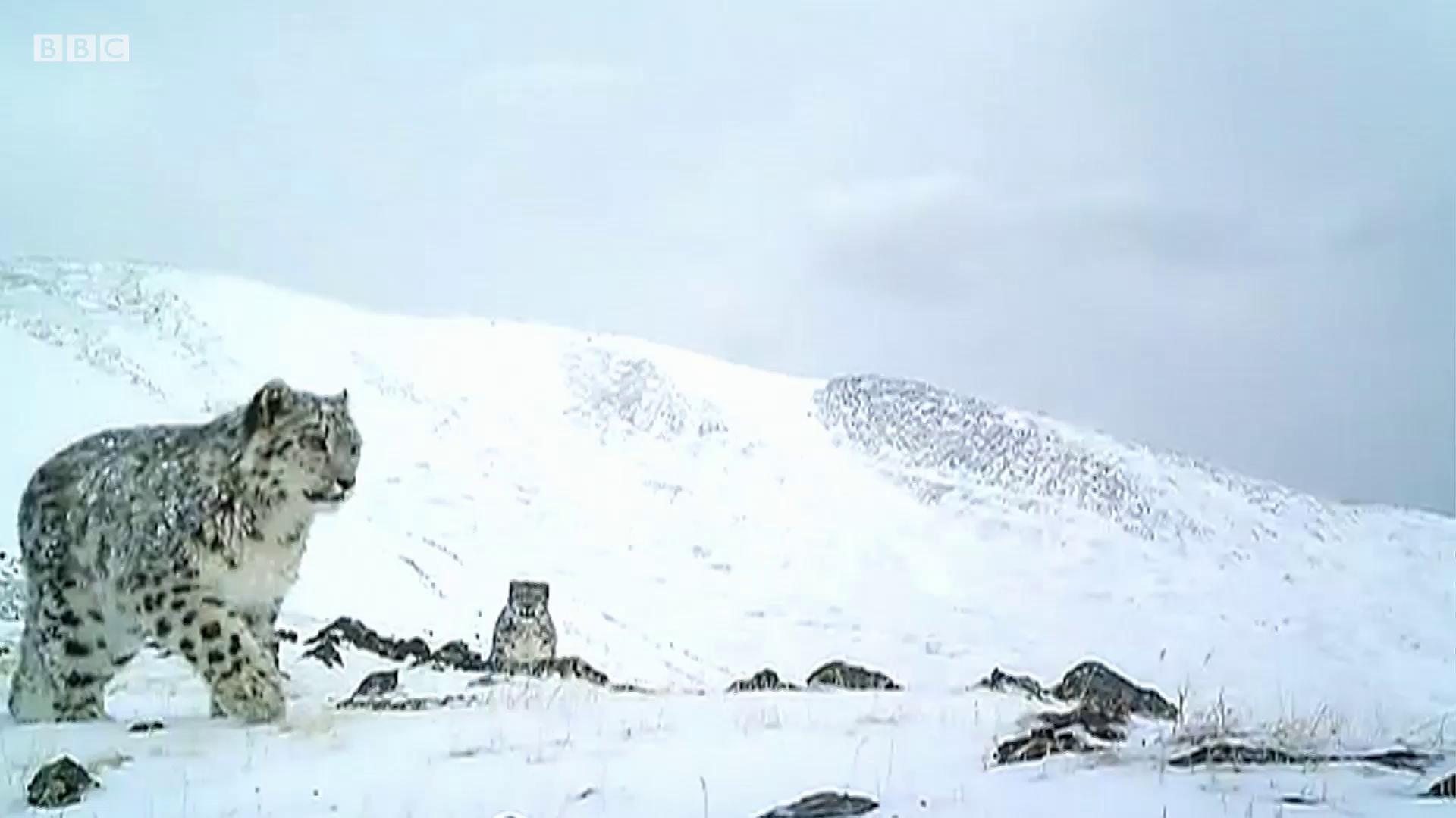 Русија: Зашто су ловили снежне леопарде