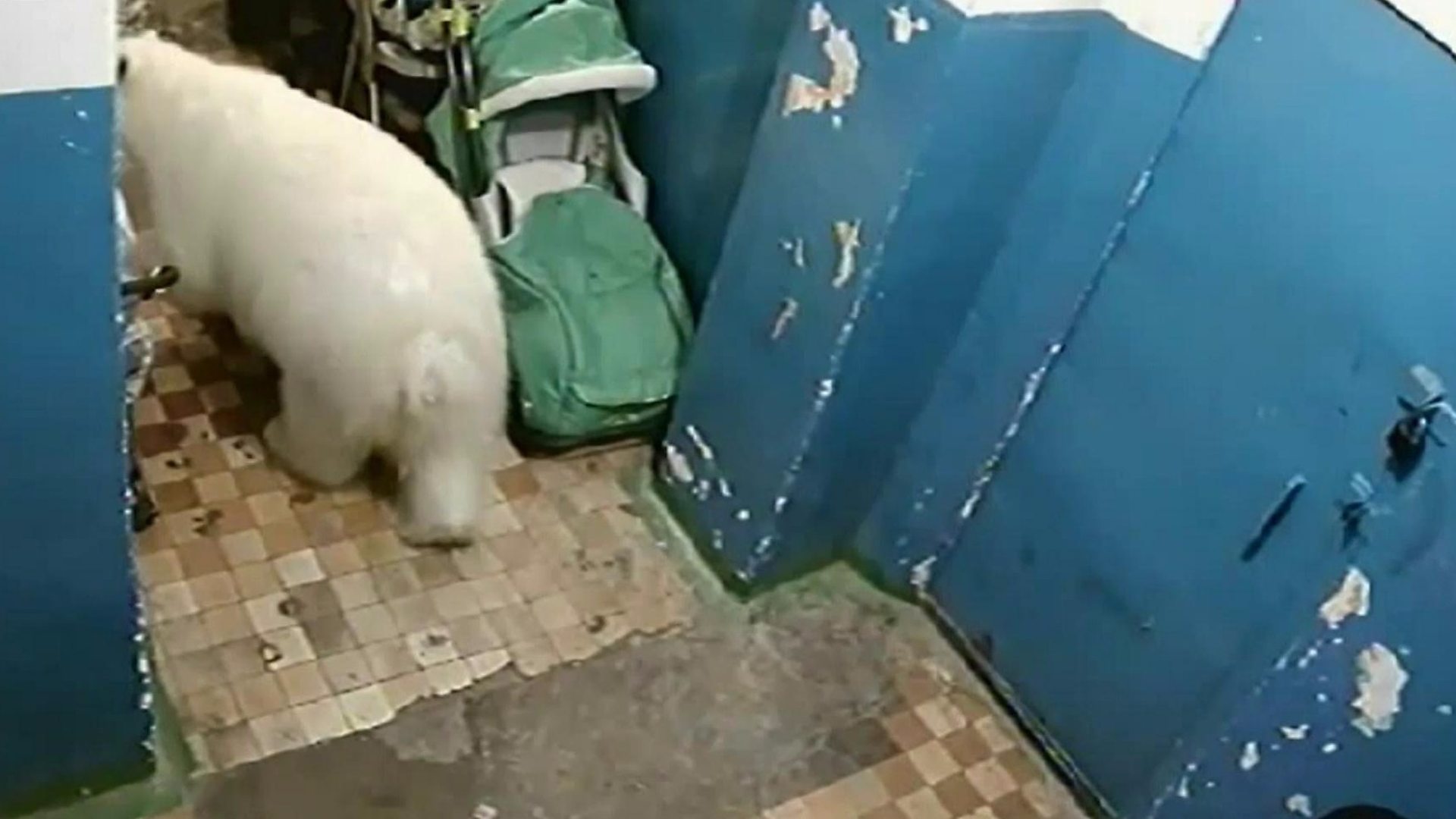 Инвазија белих медведа на Русију.