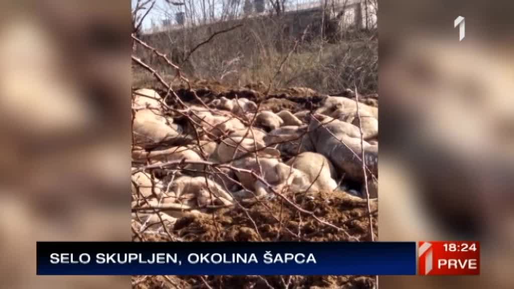 Užasne fotografije uginulih životinja kod Šapca