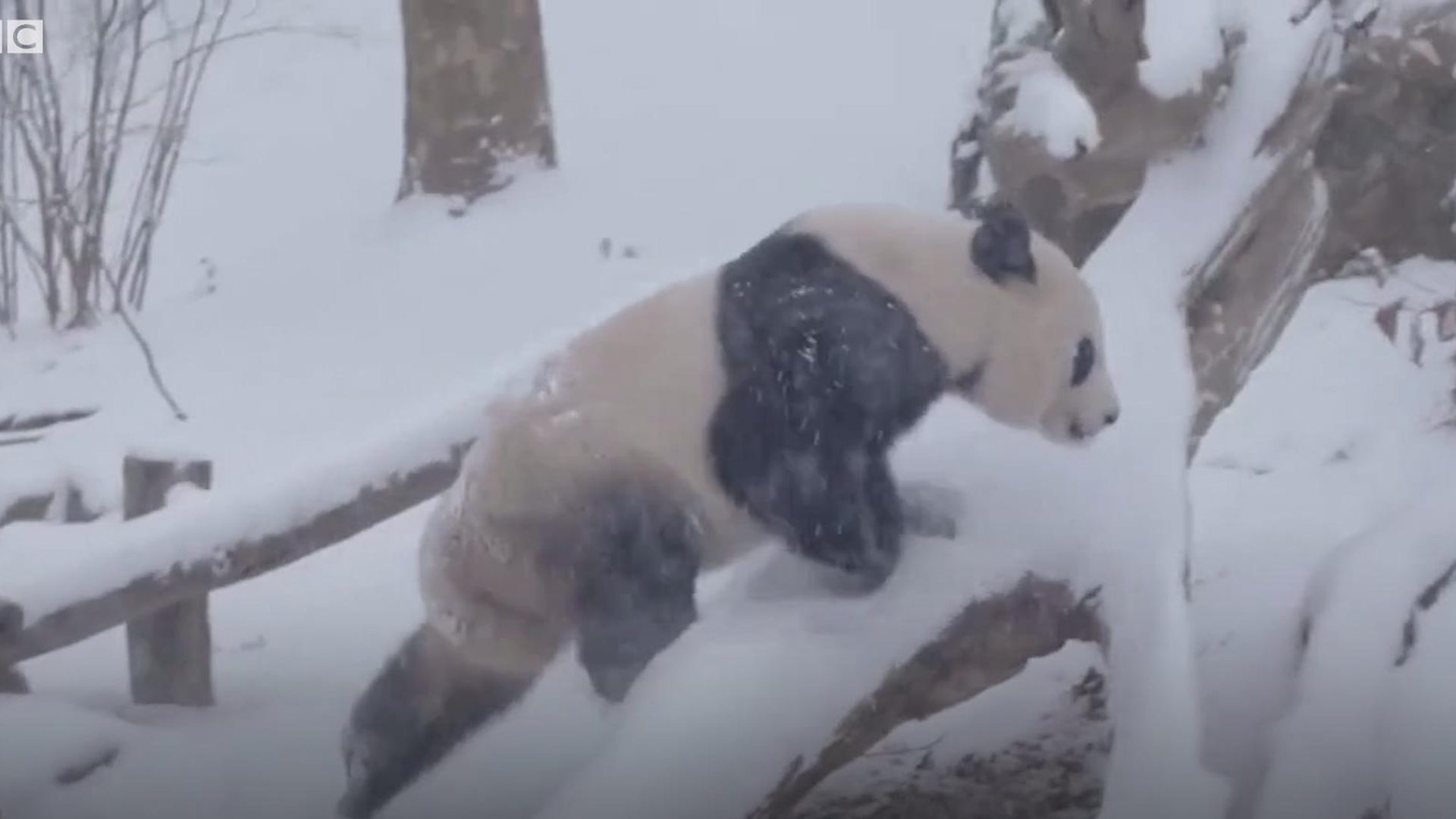 Снег је чаробан када сте панда