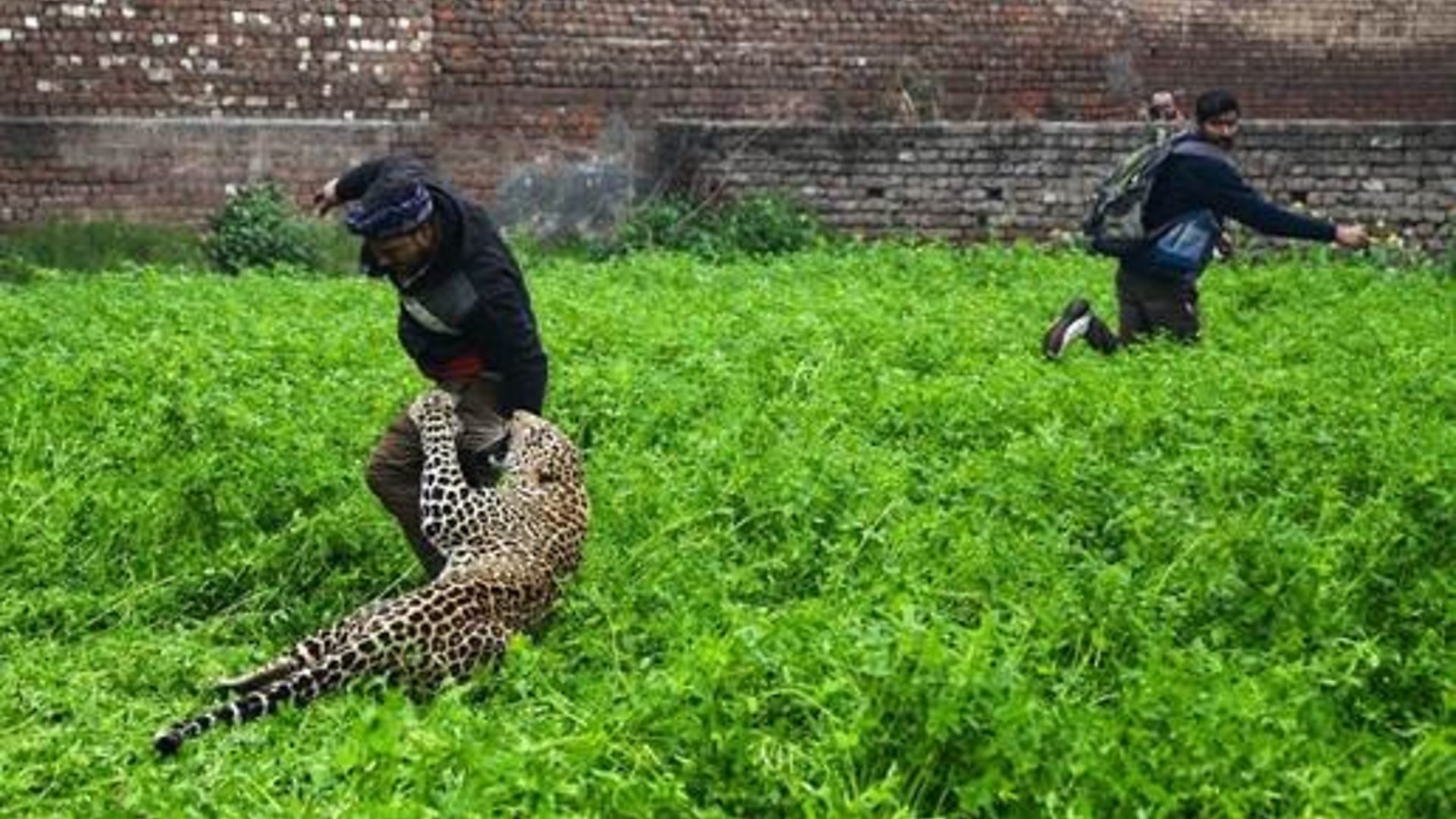 Драматични снимци дивљег леопарда на улиD