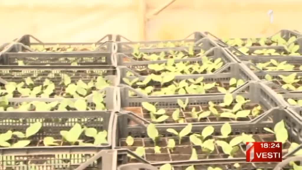 Proizvodnja organske hrane ima prespektivu, ali nema radnika