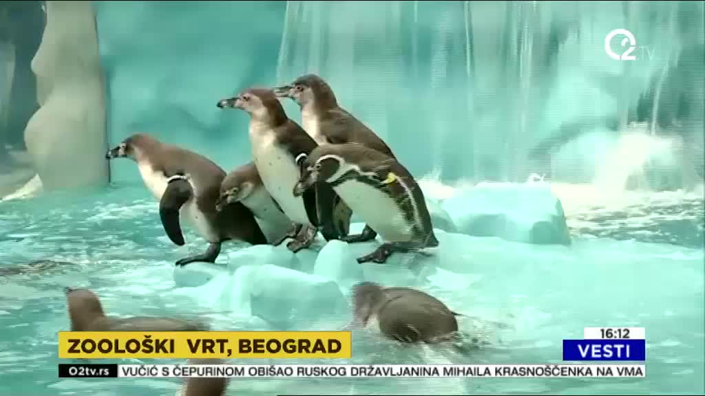 Stigli pingvini u Beograd