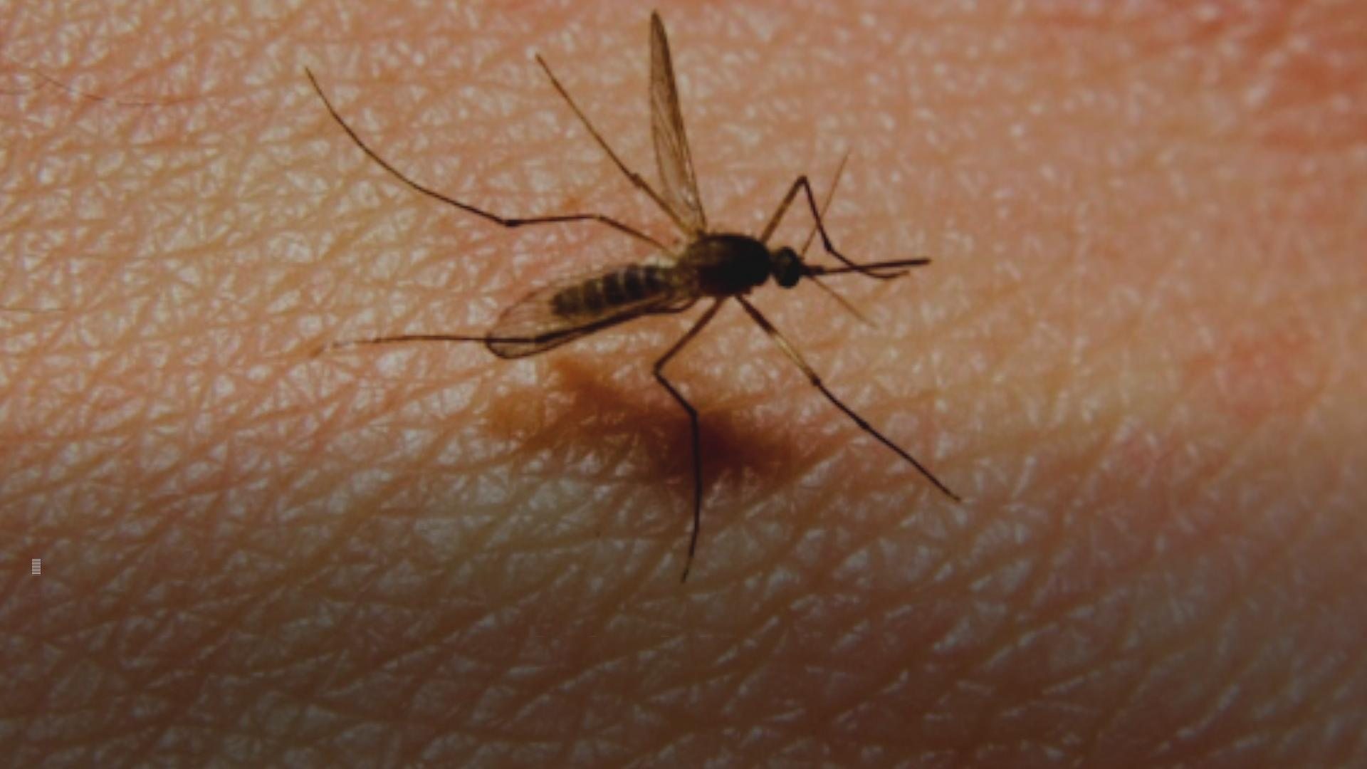 Како се штите од комараца