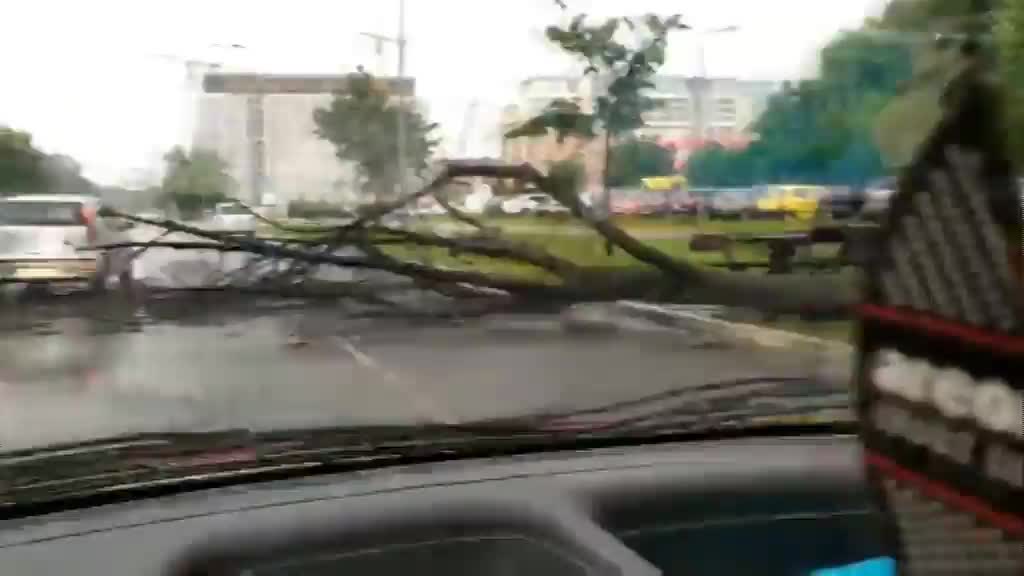 Palo drvo u Beogradu