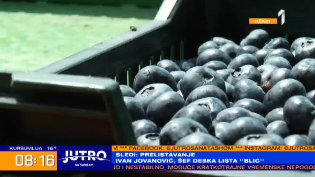 Borovnica - najisplativija voćka u Srbiji
