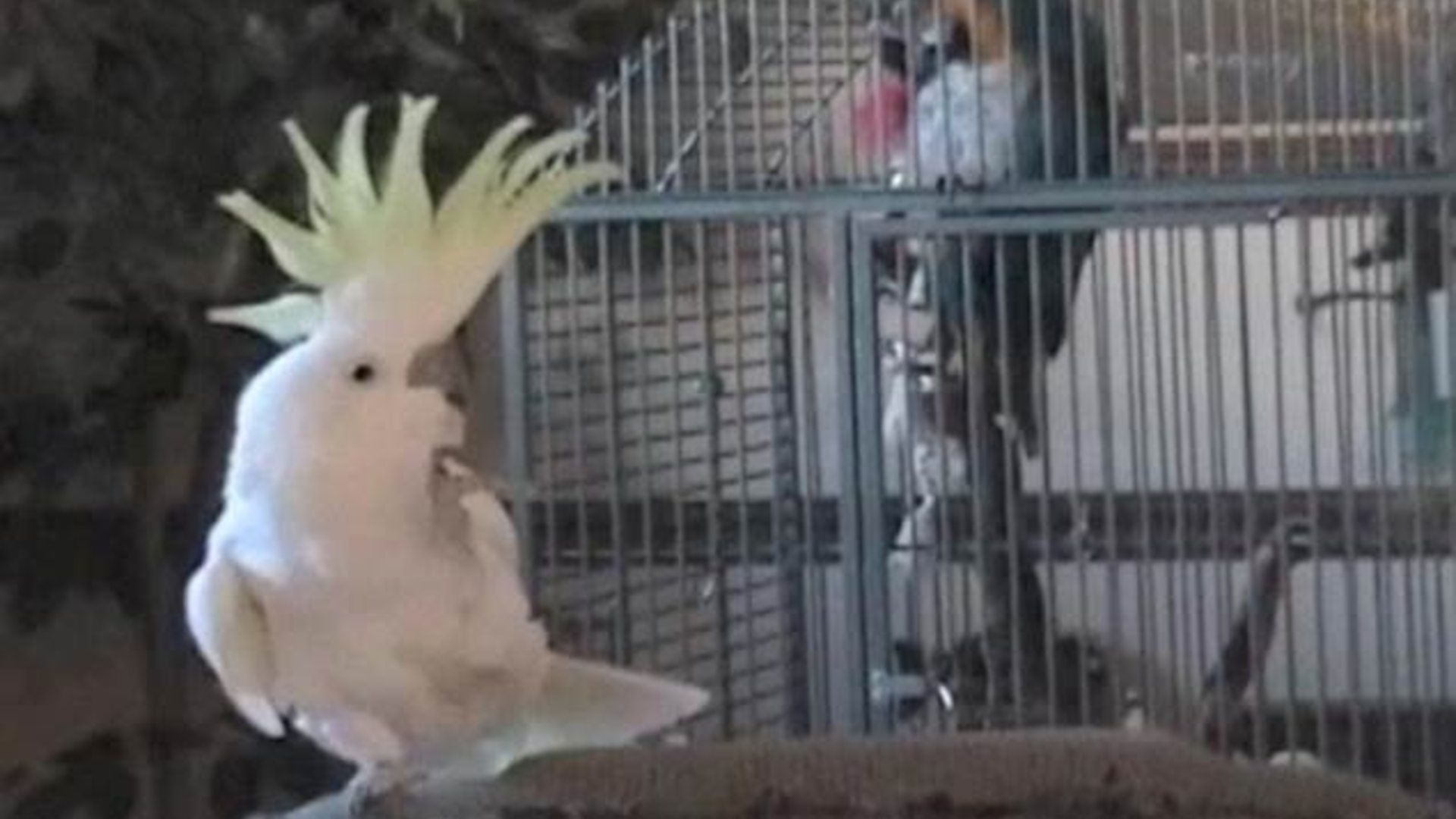 Папагај Грудвица има савршен осећај за ри