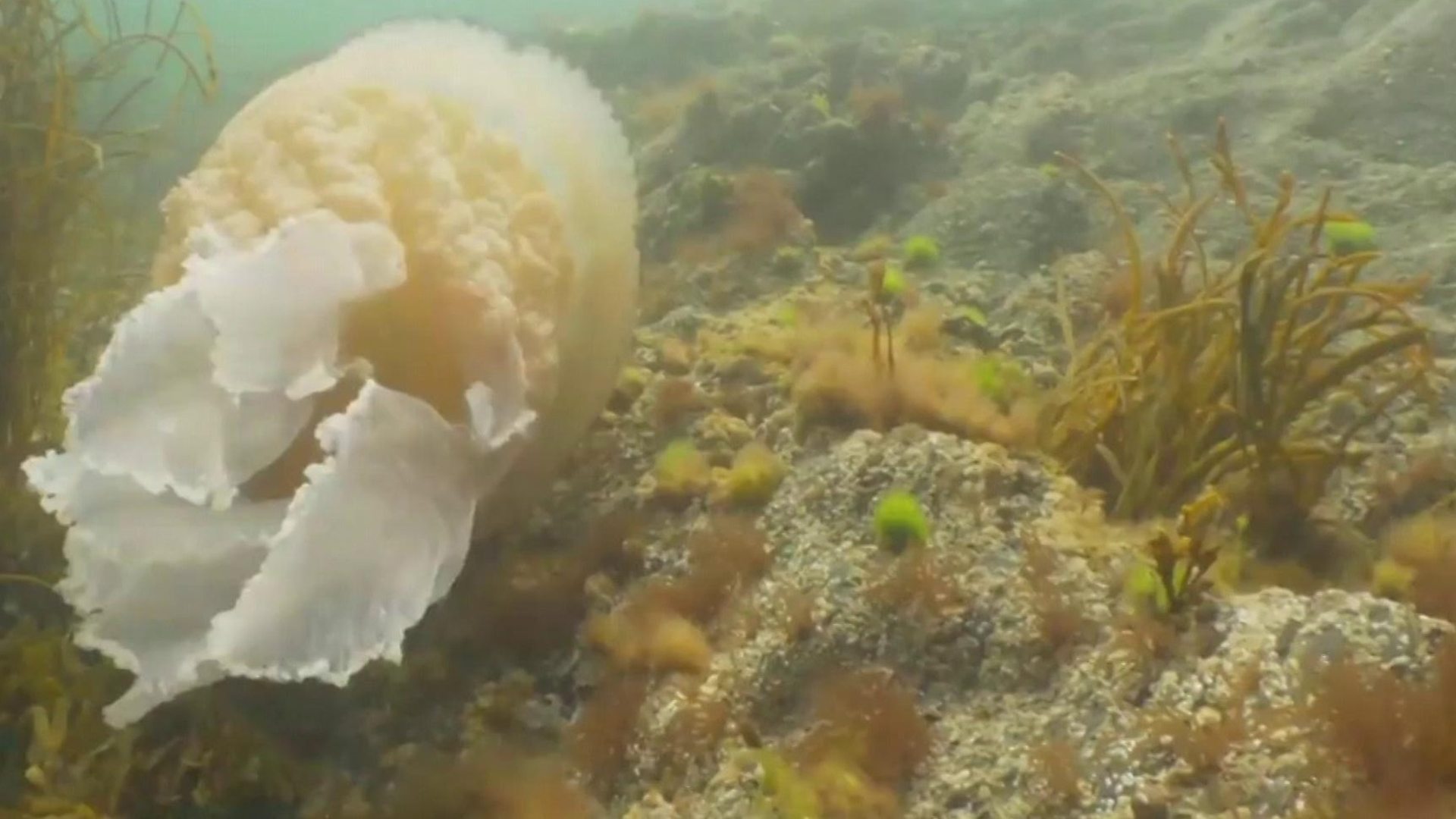 Џиновска медуза