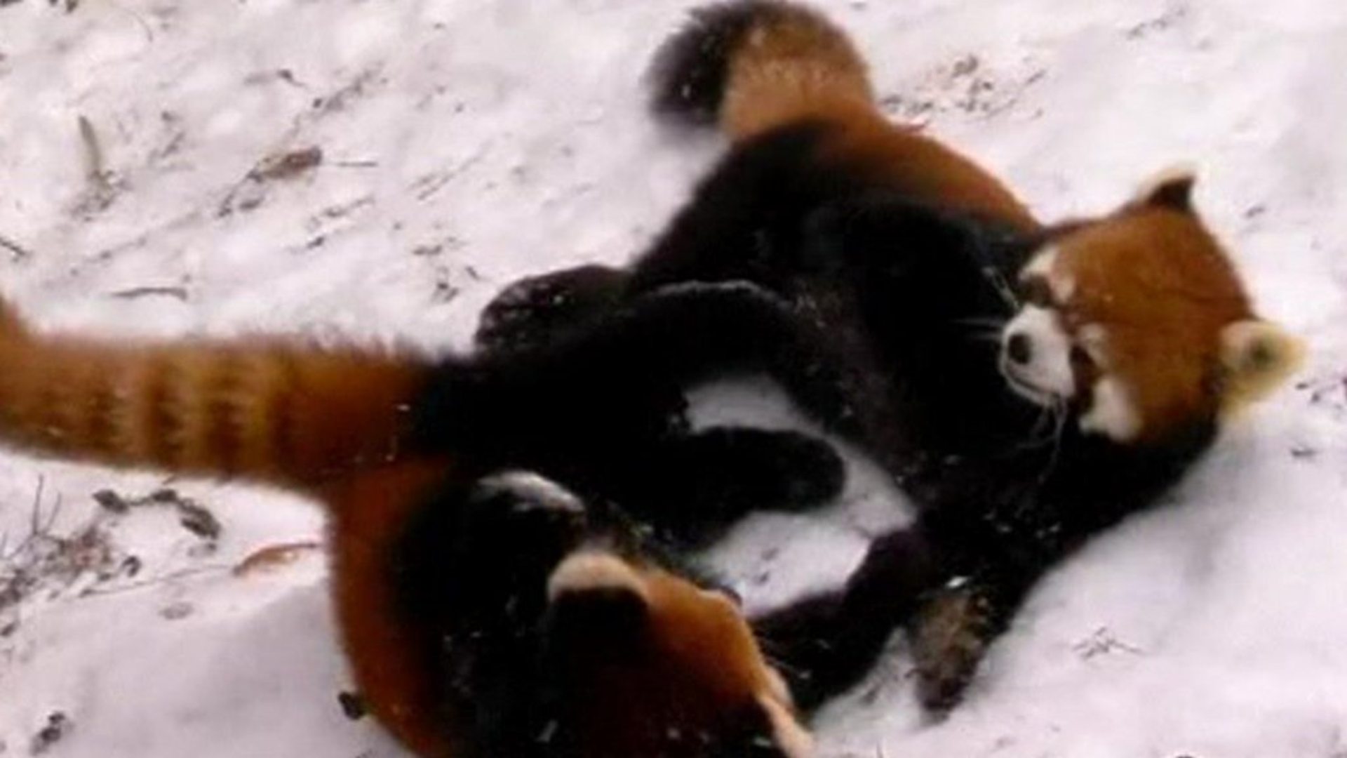 Red panda cubs frolic in the snow