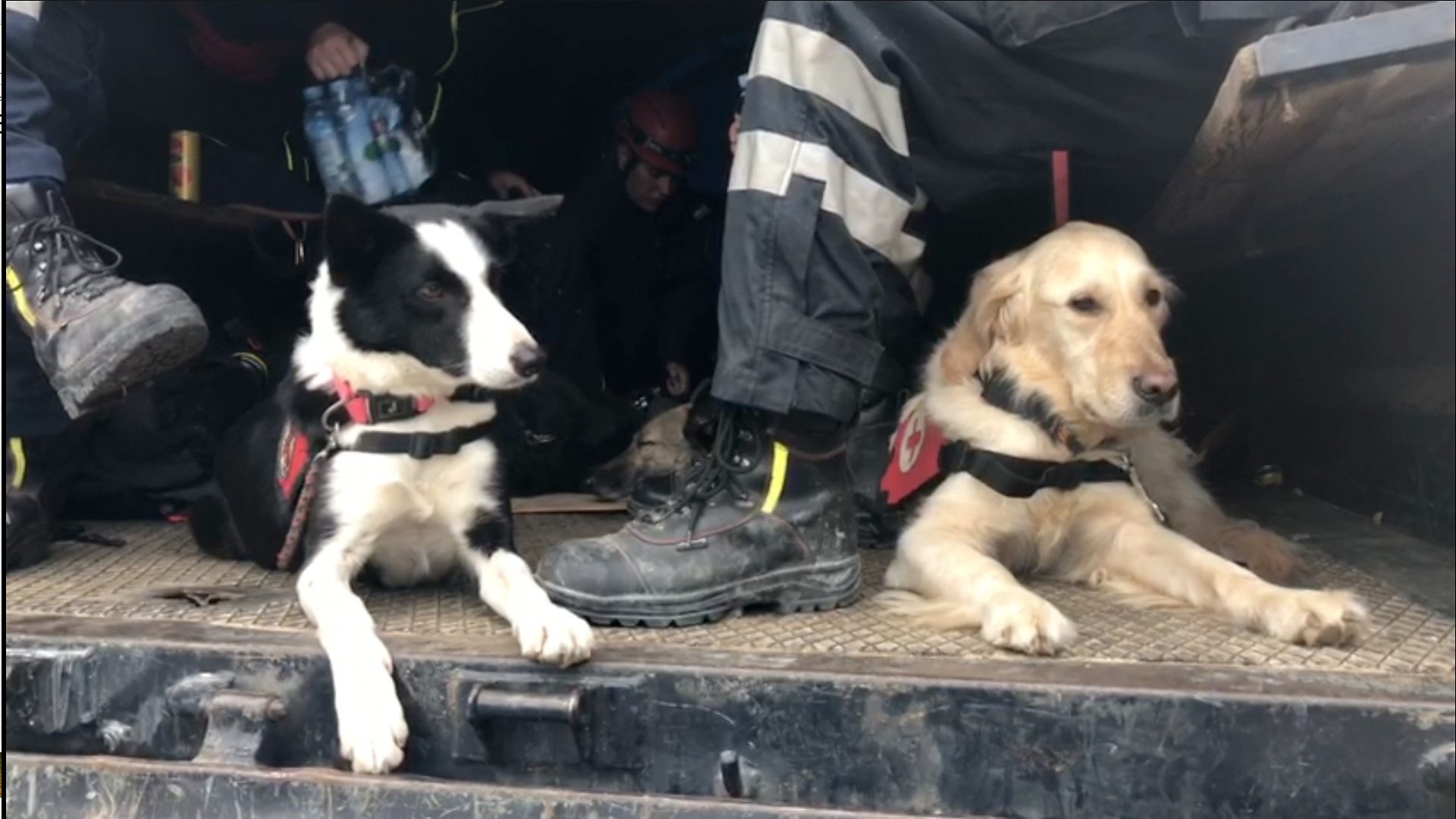 Пси спасиоци Албанија