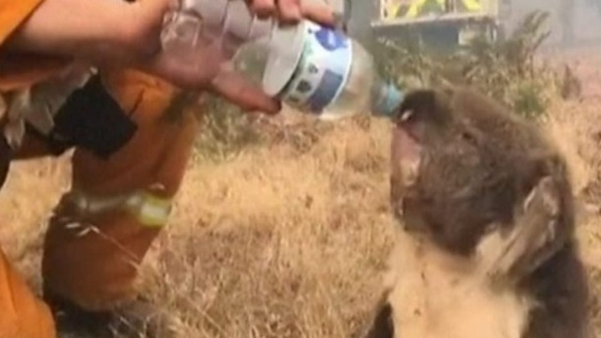 Коала пије воду из флаше усред пожара