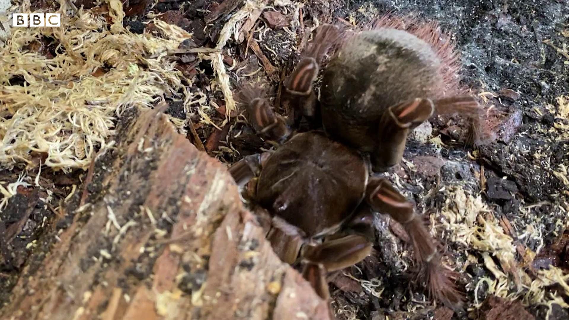 Plašila se paukova, a sada živi sa 32 tarantule
