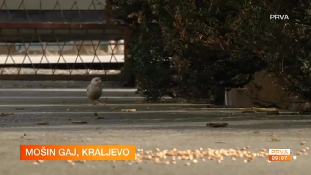 Prvi albino vrabac u Srbiji