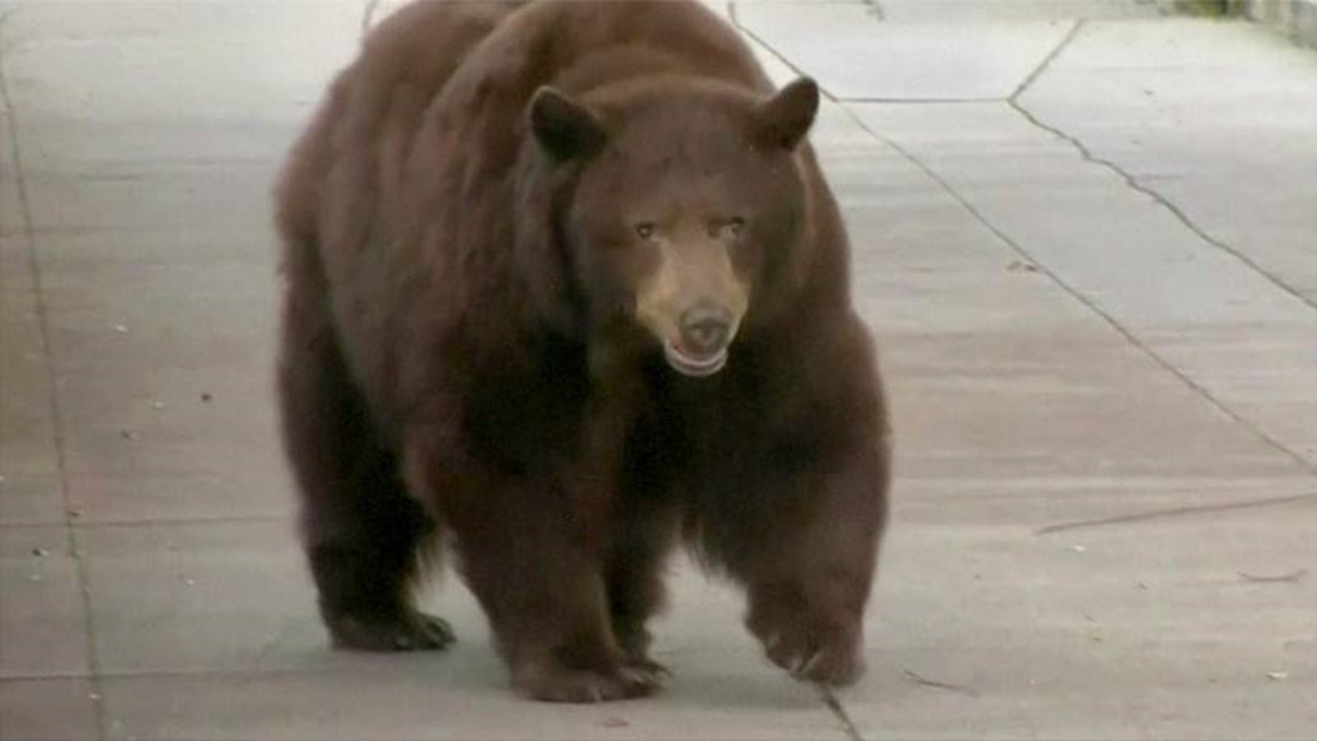 Кад медвед прошета улицама Калифорније