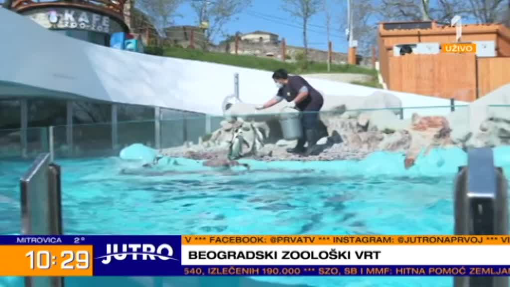 Beogradski zoo vrt: "Ovo je i za životinje neka vrsta odmora"