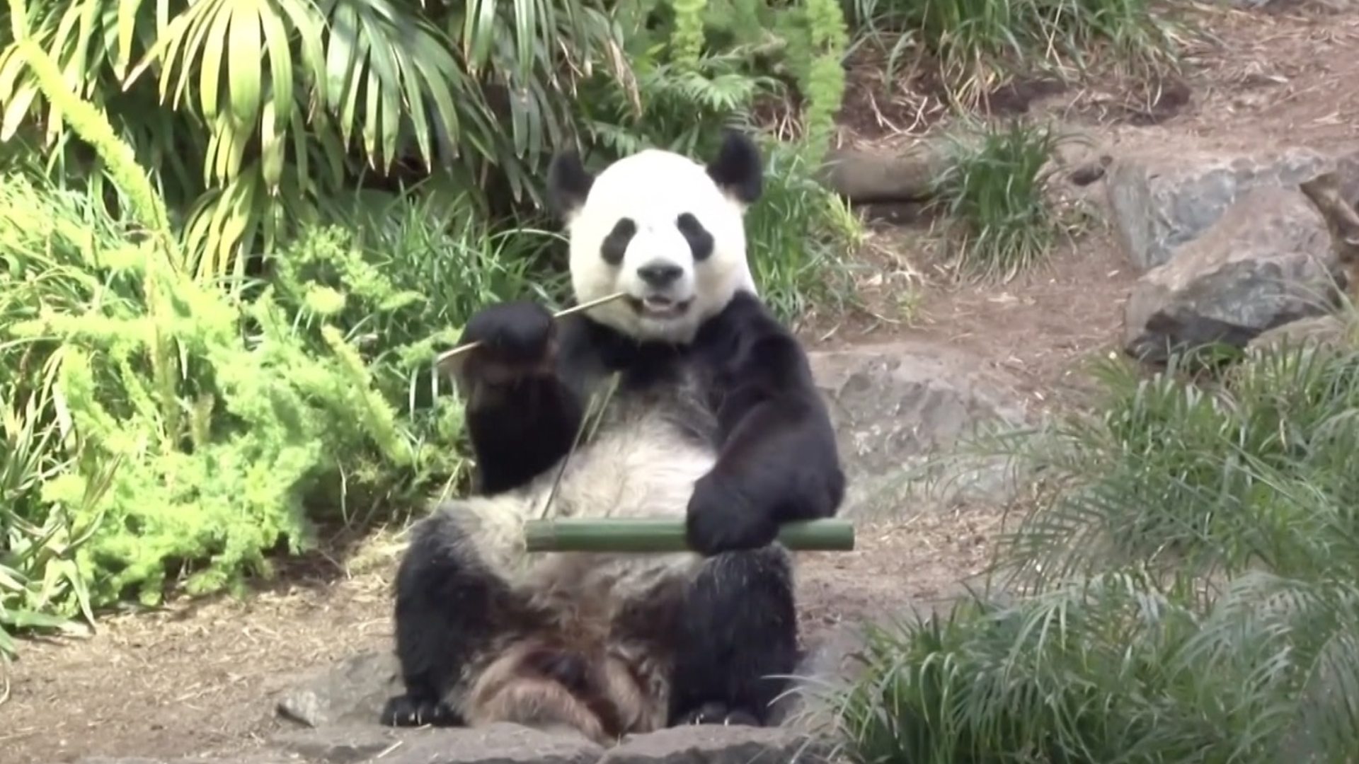 Нештацица бамбуса враћа панде у Кину