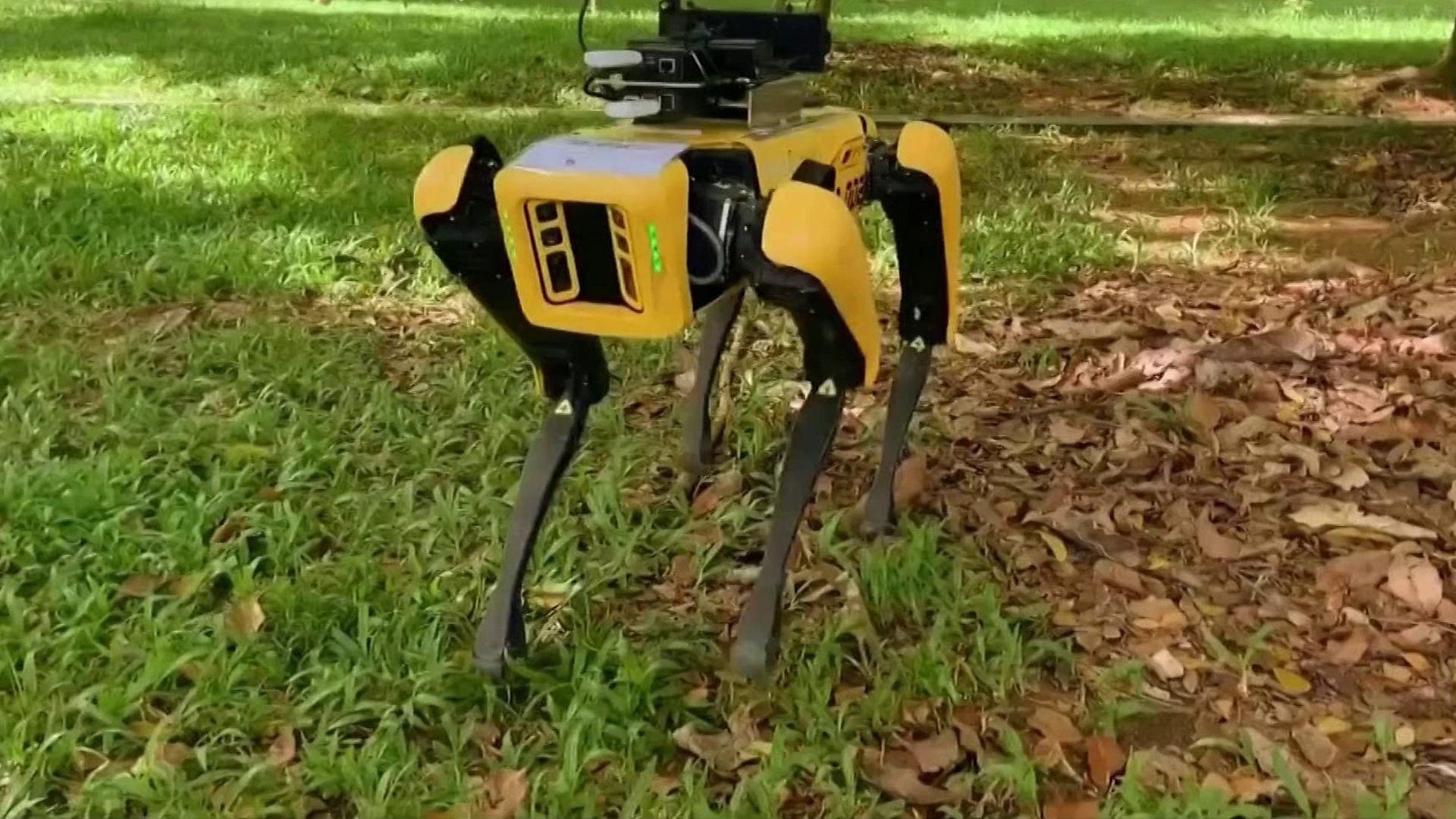 Корона вирус: Роботи пси у Сингапуру упозо&#x