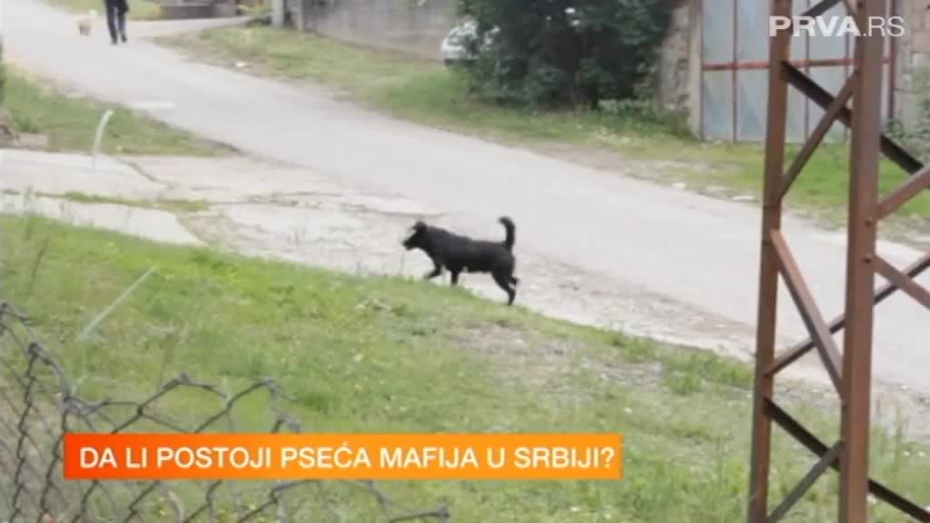Sve glasnije su priče o psećoj mafiji u Srbiji