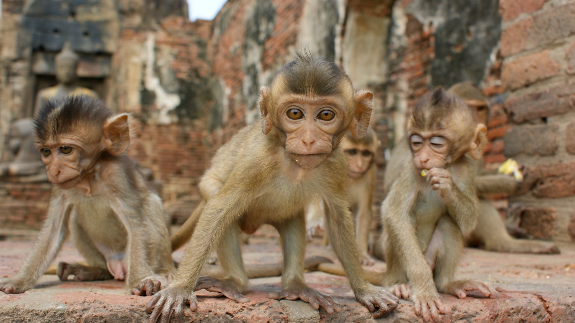 Корона вирус: Мајмуни преузели један град &#x
