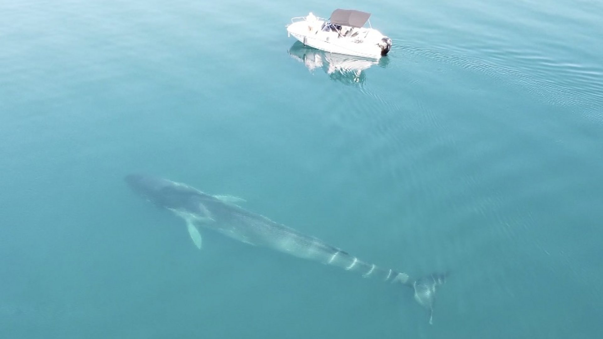 Сусрет са великим китом у Јадранском мору