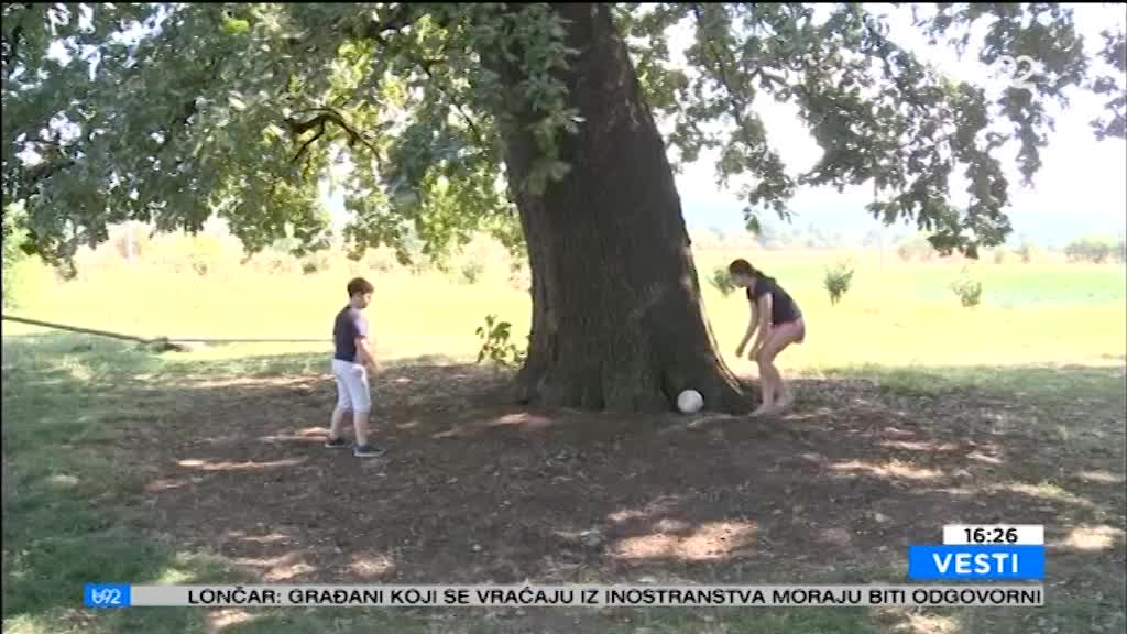 Sveto drvo u Srbiji