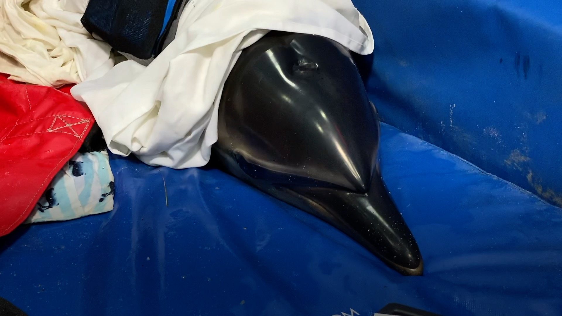 Спасавање делфина: Технологија даје насуC