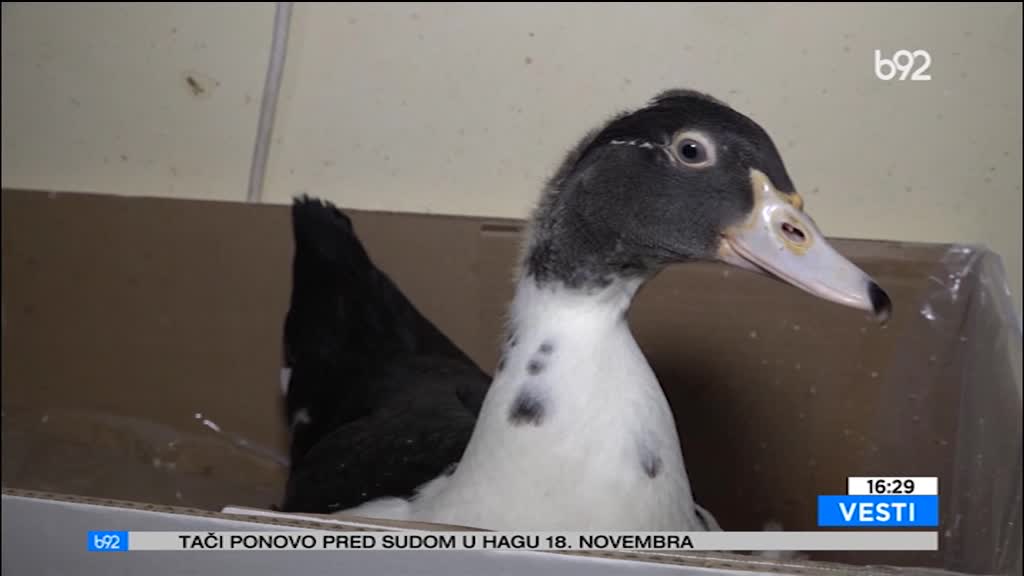 Neobični ljubimac u Zaječaru - 