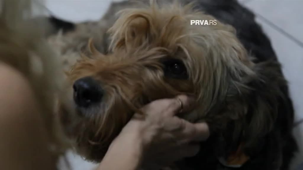 Dubinska kupanja, kaputići i džemperčići: Kako da negujemo naše pse za vreme zime