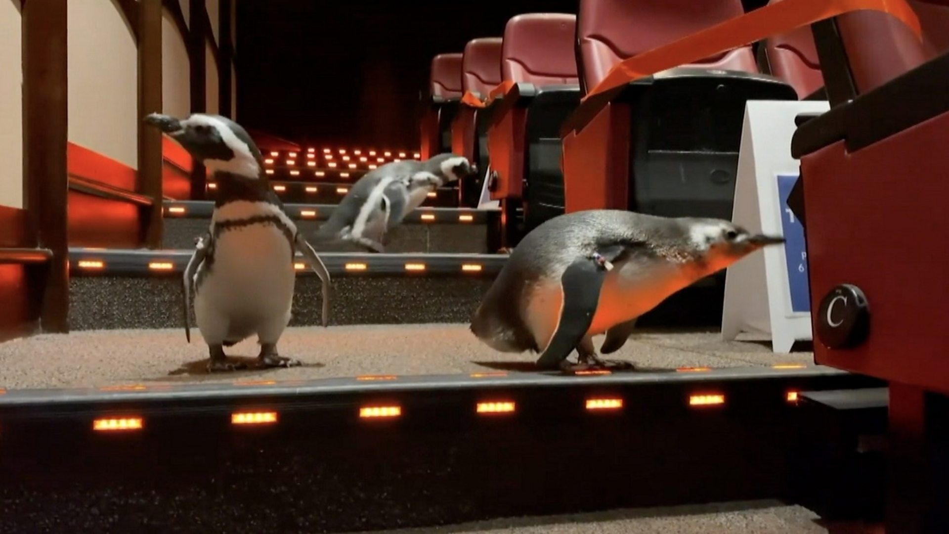 Откуд пингвини у биоскопу