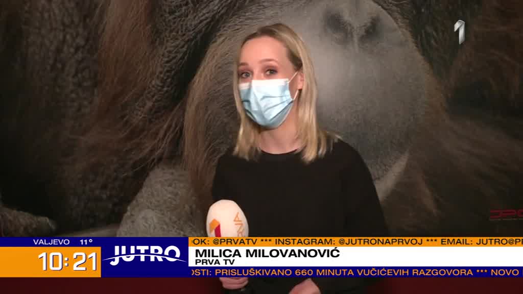 Beogradski Zoo vrt bogatiji za bebu binturonga VIDEO