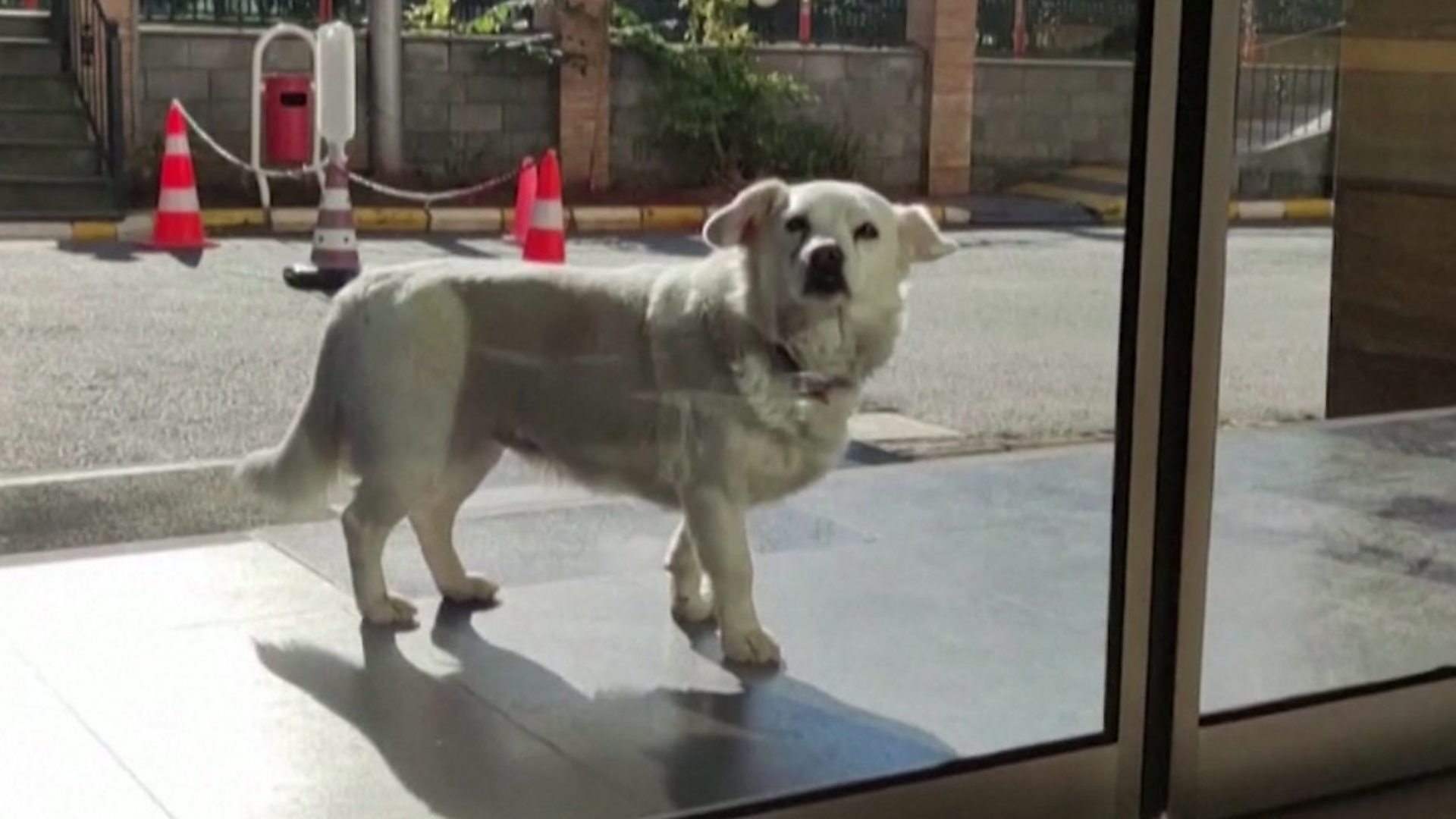 Кућни љубимци: Лојални пас чекао власника &#x