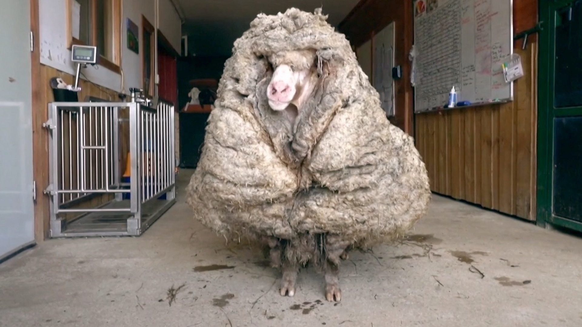 Аустралијска овца пронађена са 35 килограм&#x