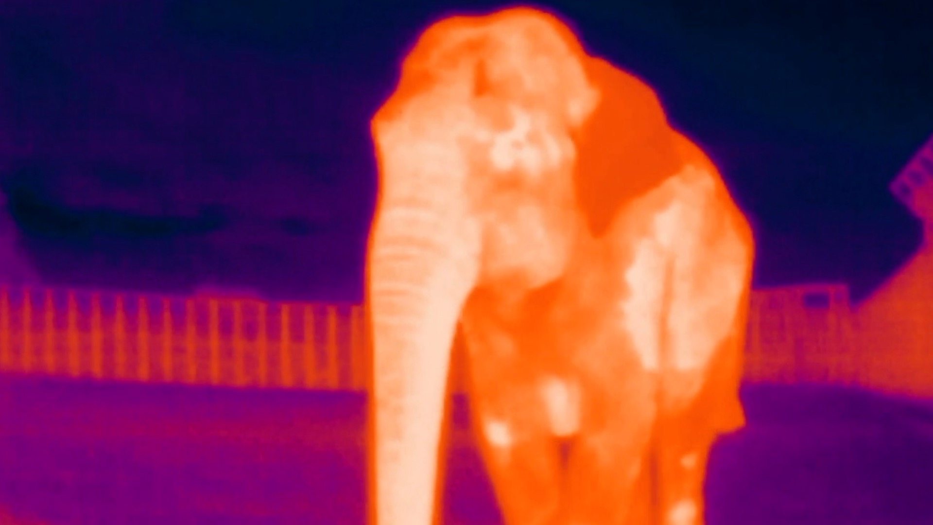 Kako selfiji slonova mogu da im saèuvaju živote