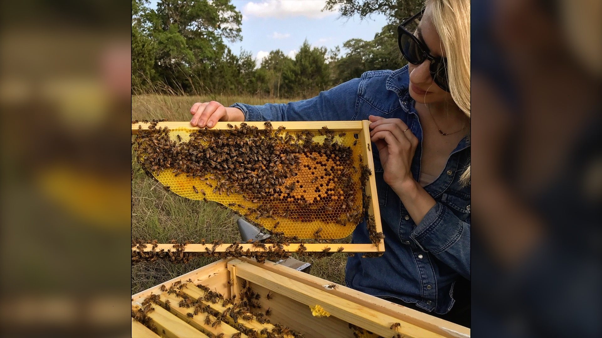 Пчеларство: Пчеларка из Тексаса помера ко