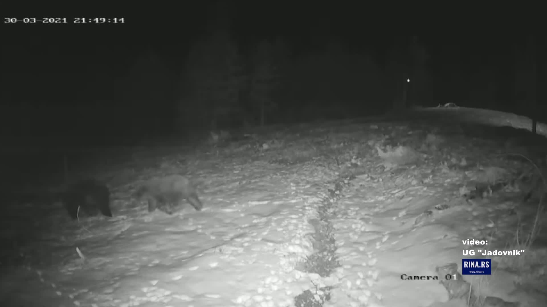 Neverovatna igra medveda na planini Jadovnik