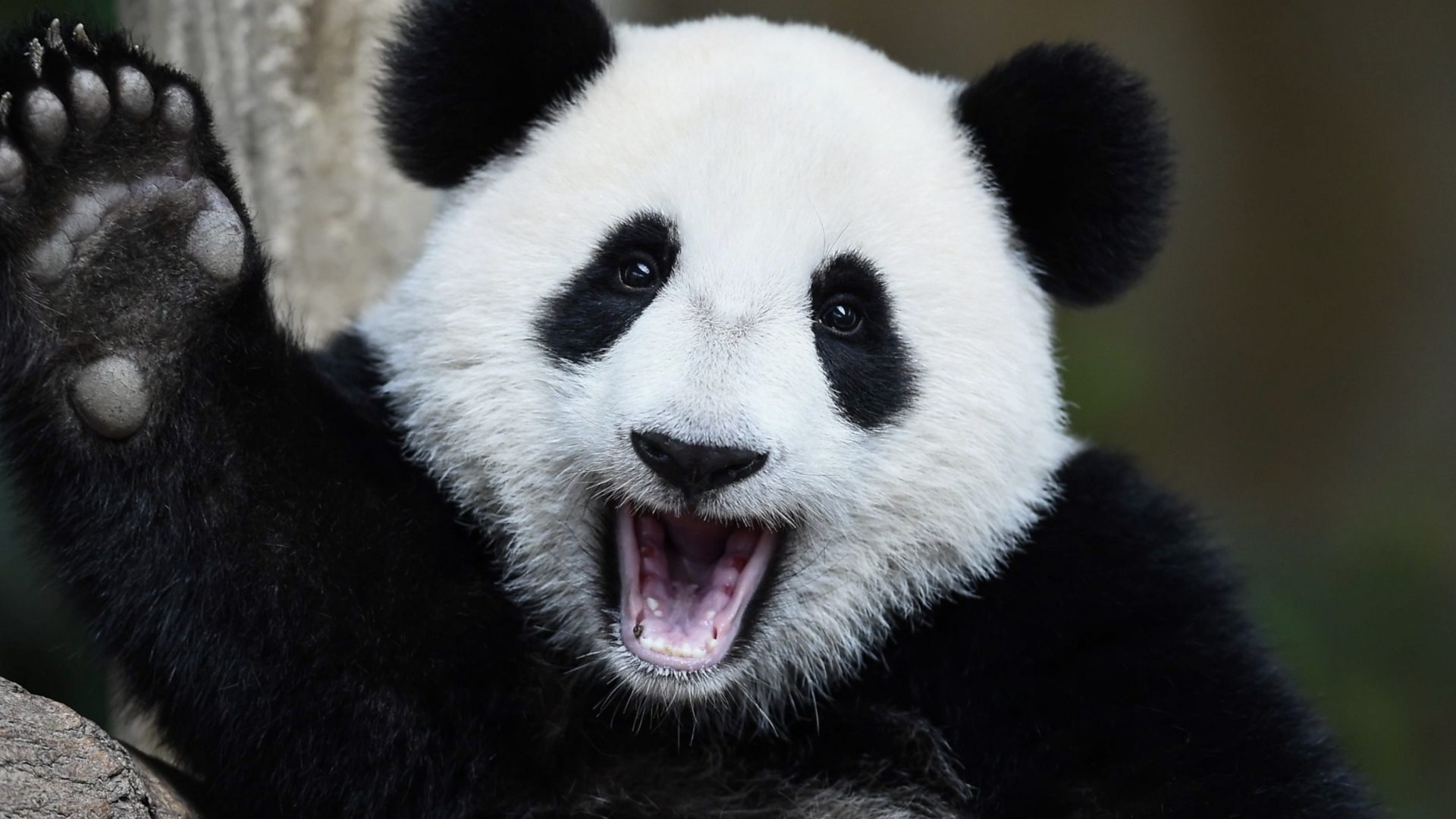 Кина: Редак снимак панди које се туку