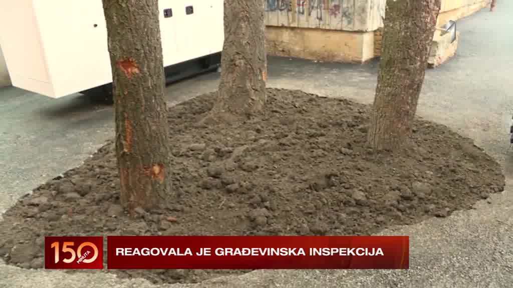 Asfaltirano drveće na Miljakovcu