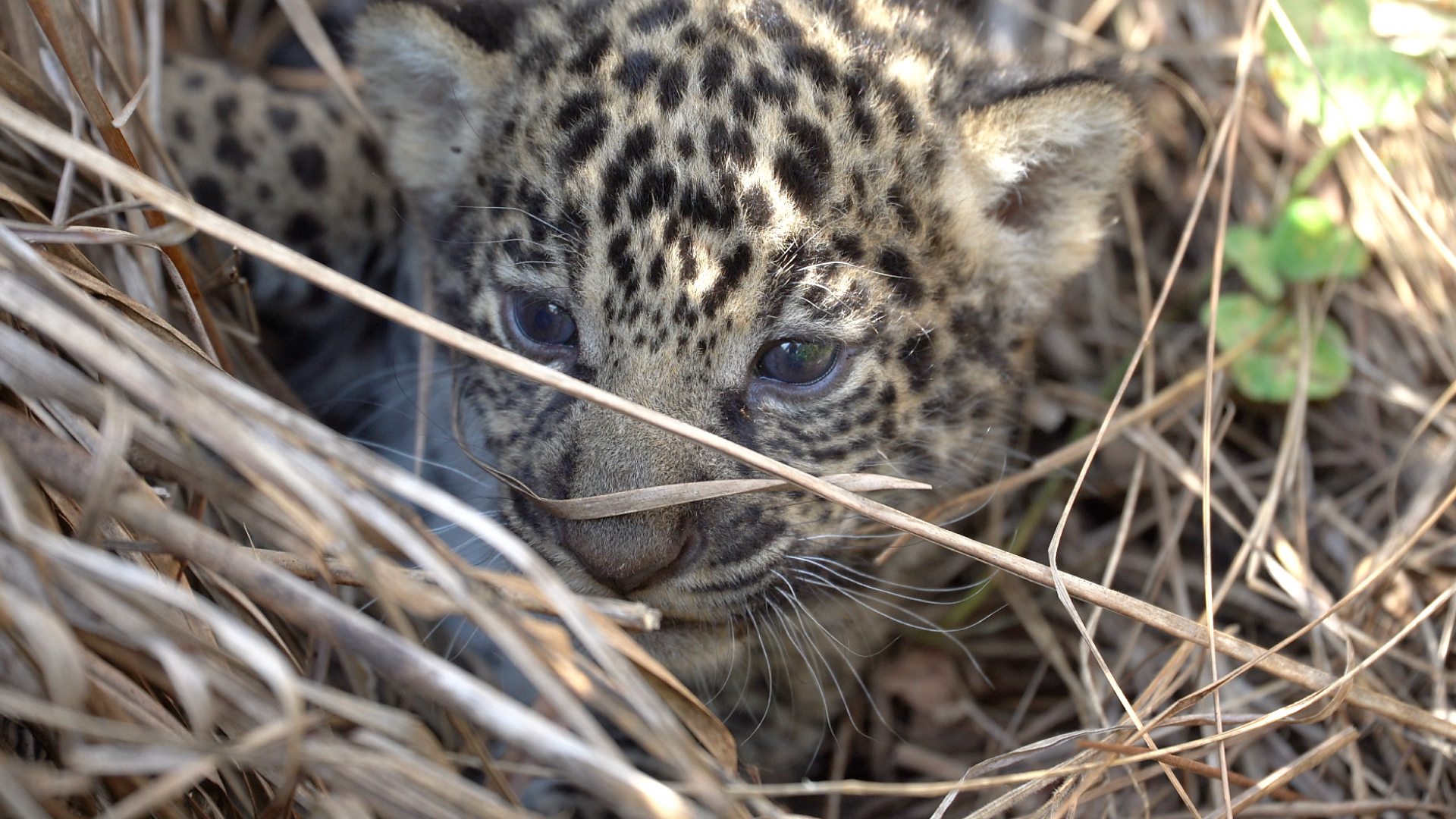 Повратак јагуара: Дивље животиње пуштене 