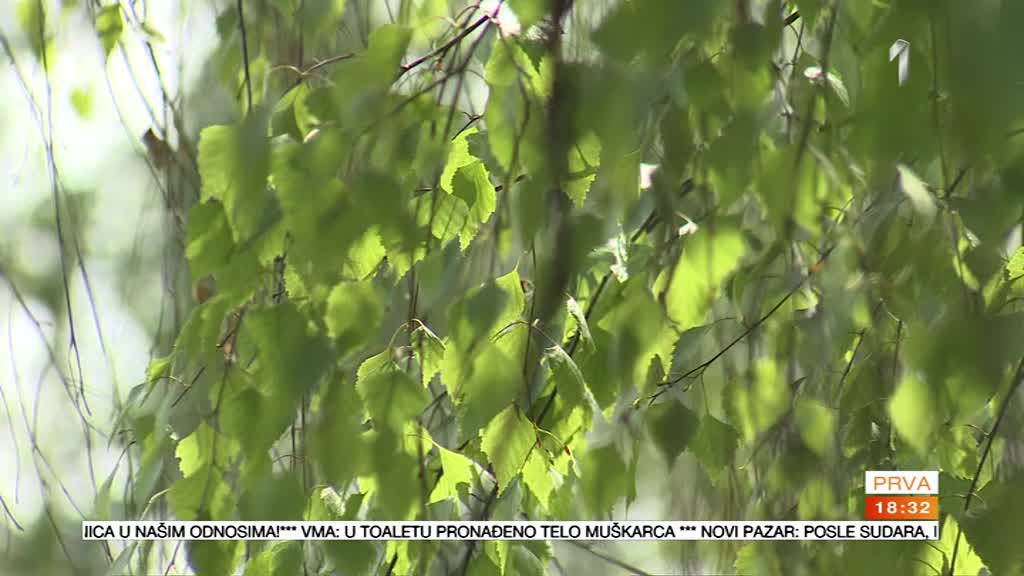 Cvetanje... alergija