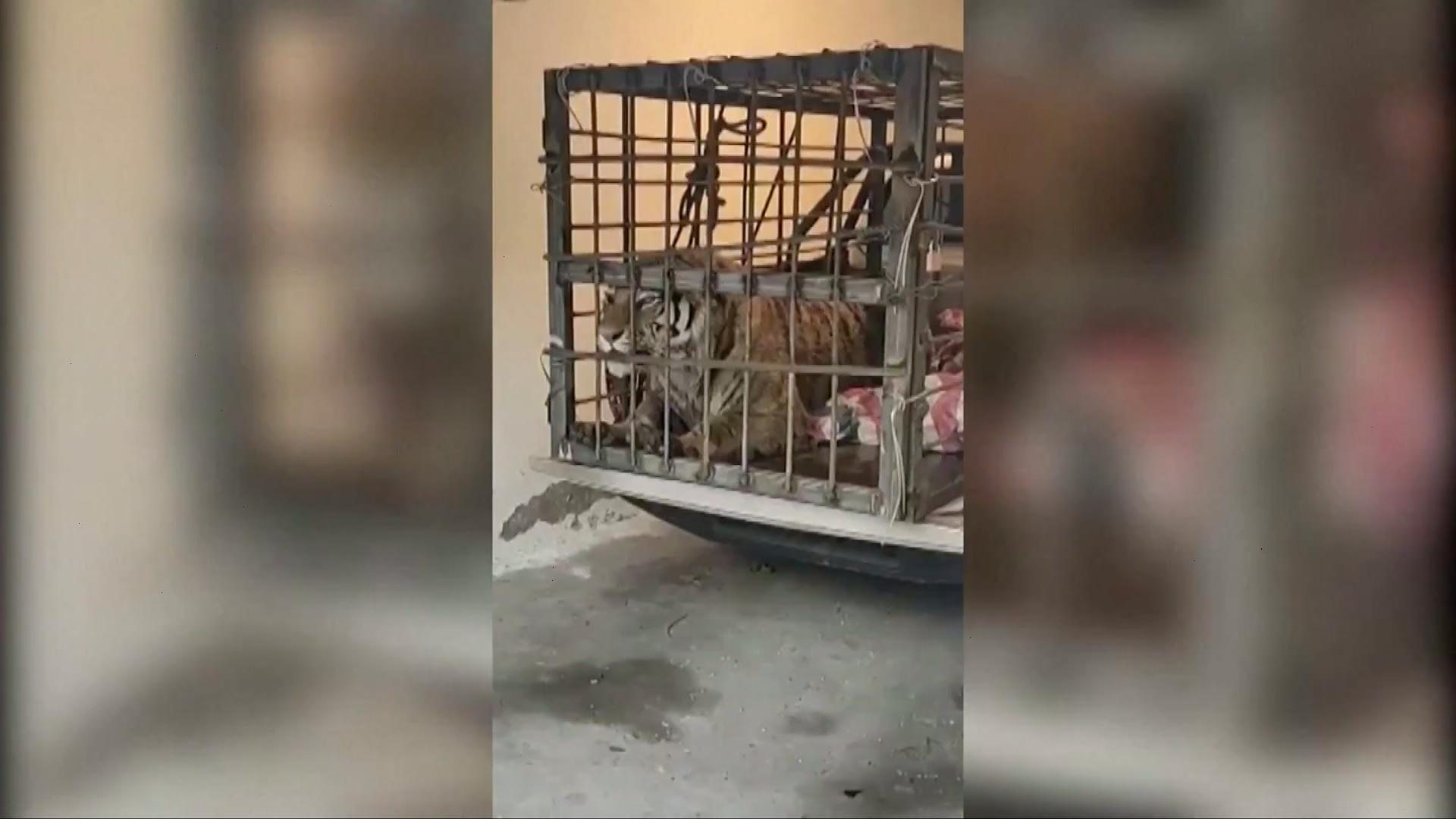 Сибирски тигар упао у кинеско село