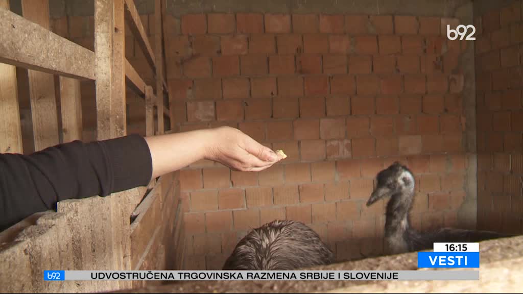 Porodica u Zrenjaninu pripitomila emue