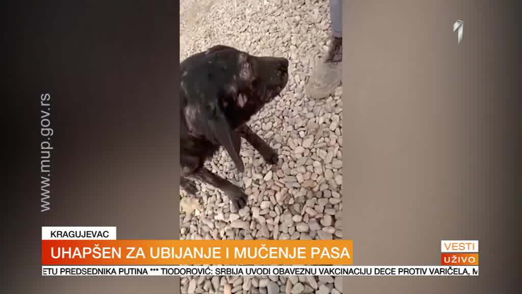 Uhapšen muèitelj pasa u Kragujevcu