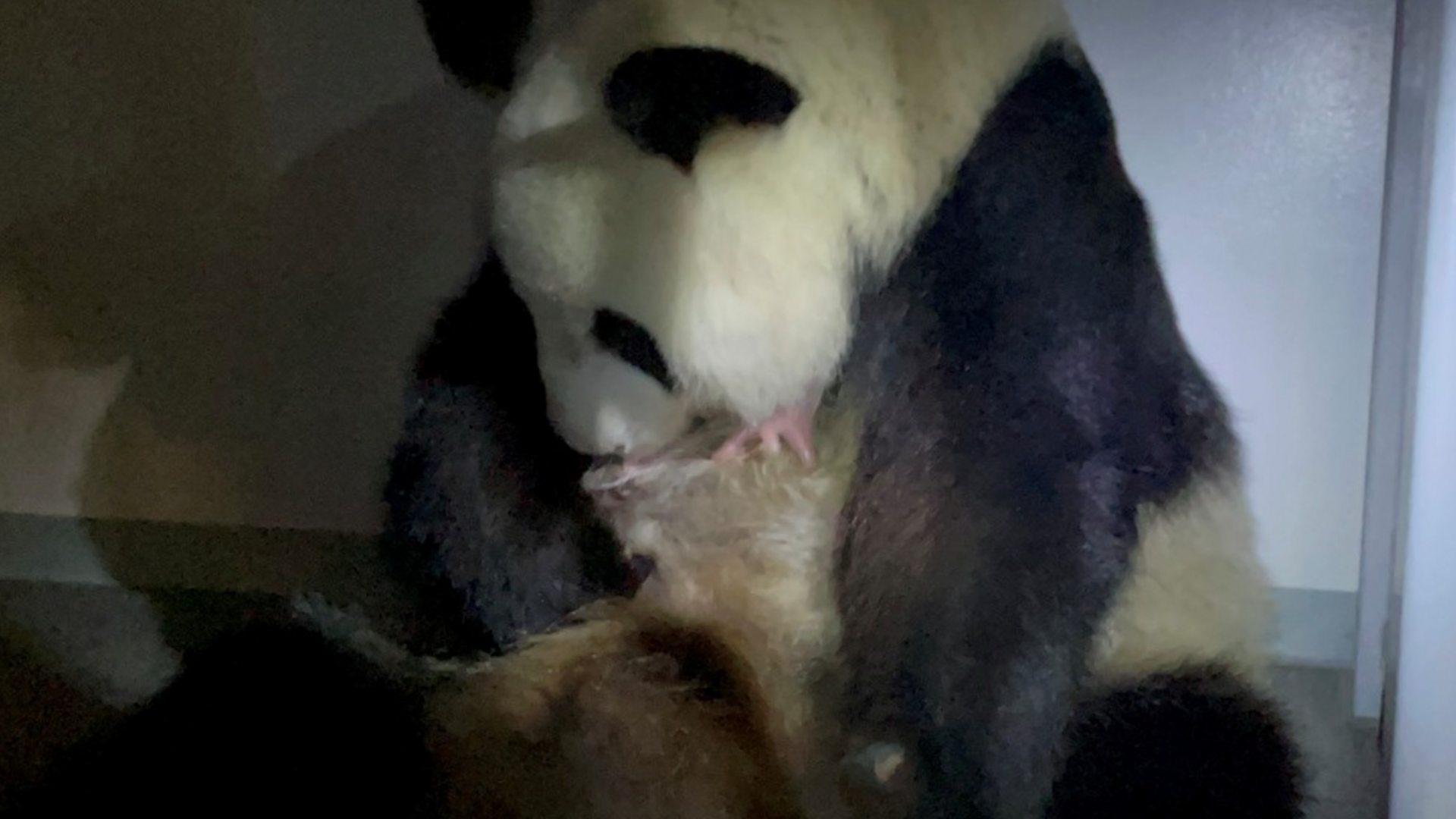 Moment giant panda gives birth to twins