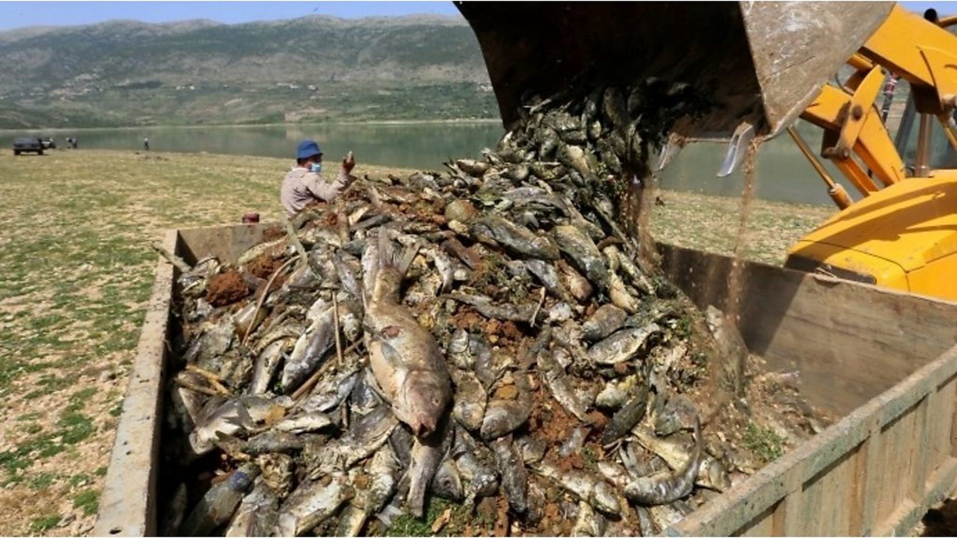Мистерија мртвих риба из либанског језерC