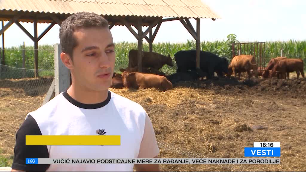 Stek angusa najcenjeniji – koliko grla tog govečeta ima u Srbiji