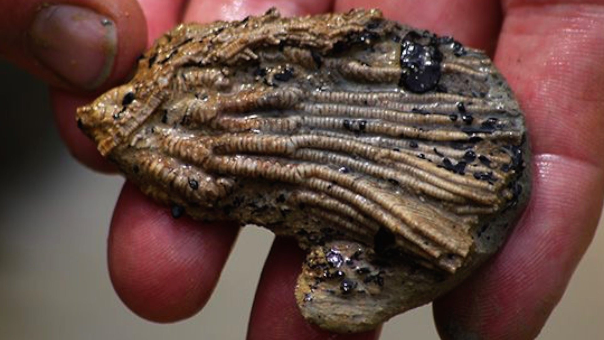 Археолози аматери пронашли фосиле из добC