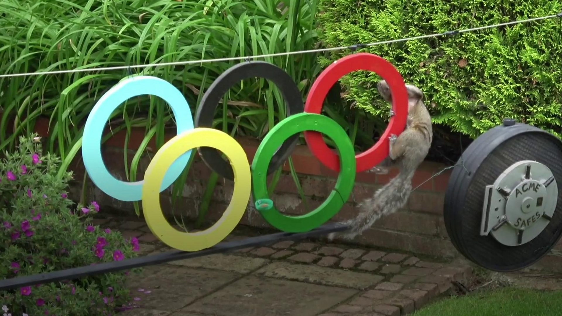 Како изгледају Олимпијске игре за вевериD