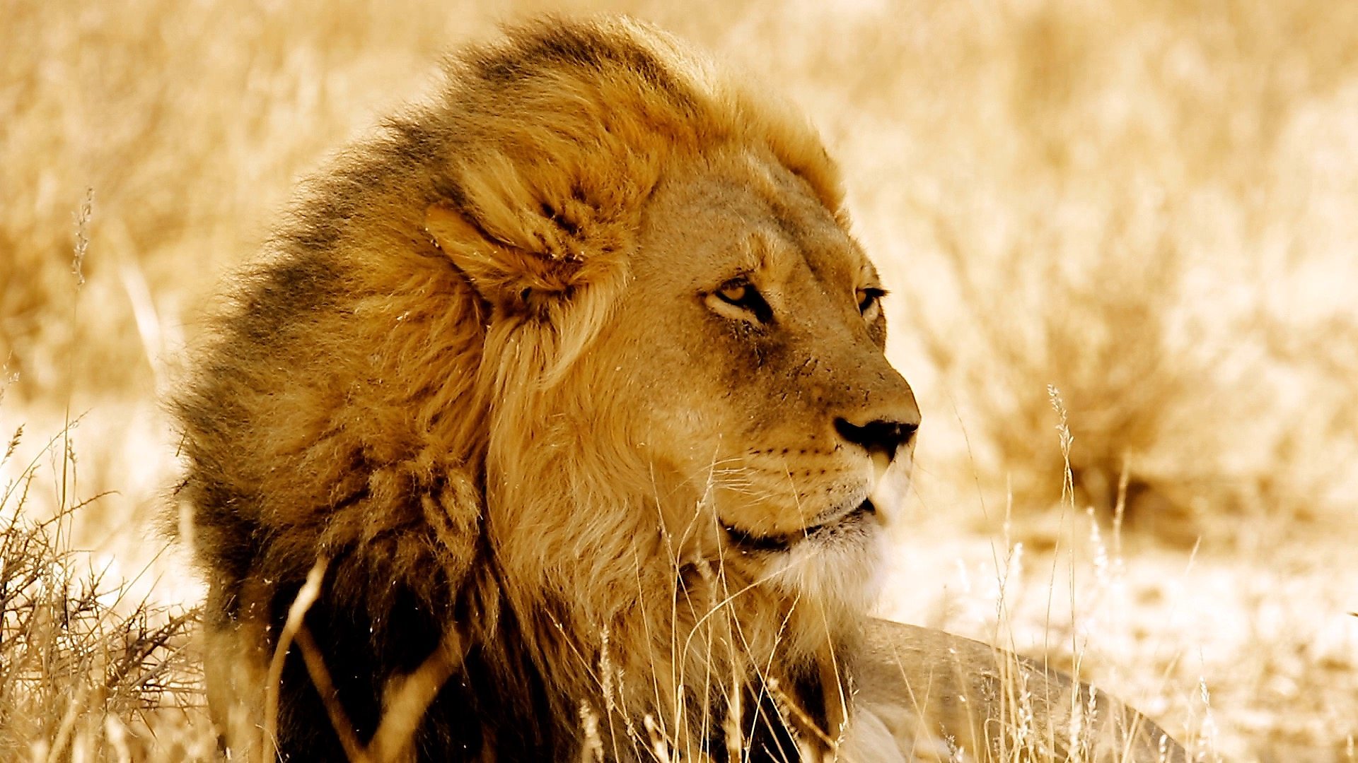 Хоће ли лавови и даље живети на Земљи за 50 гоC