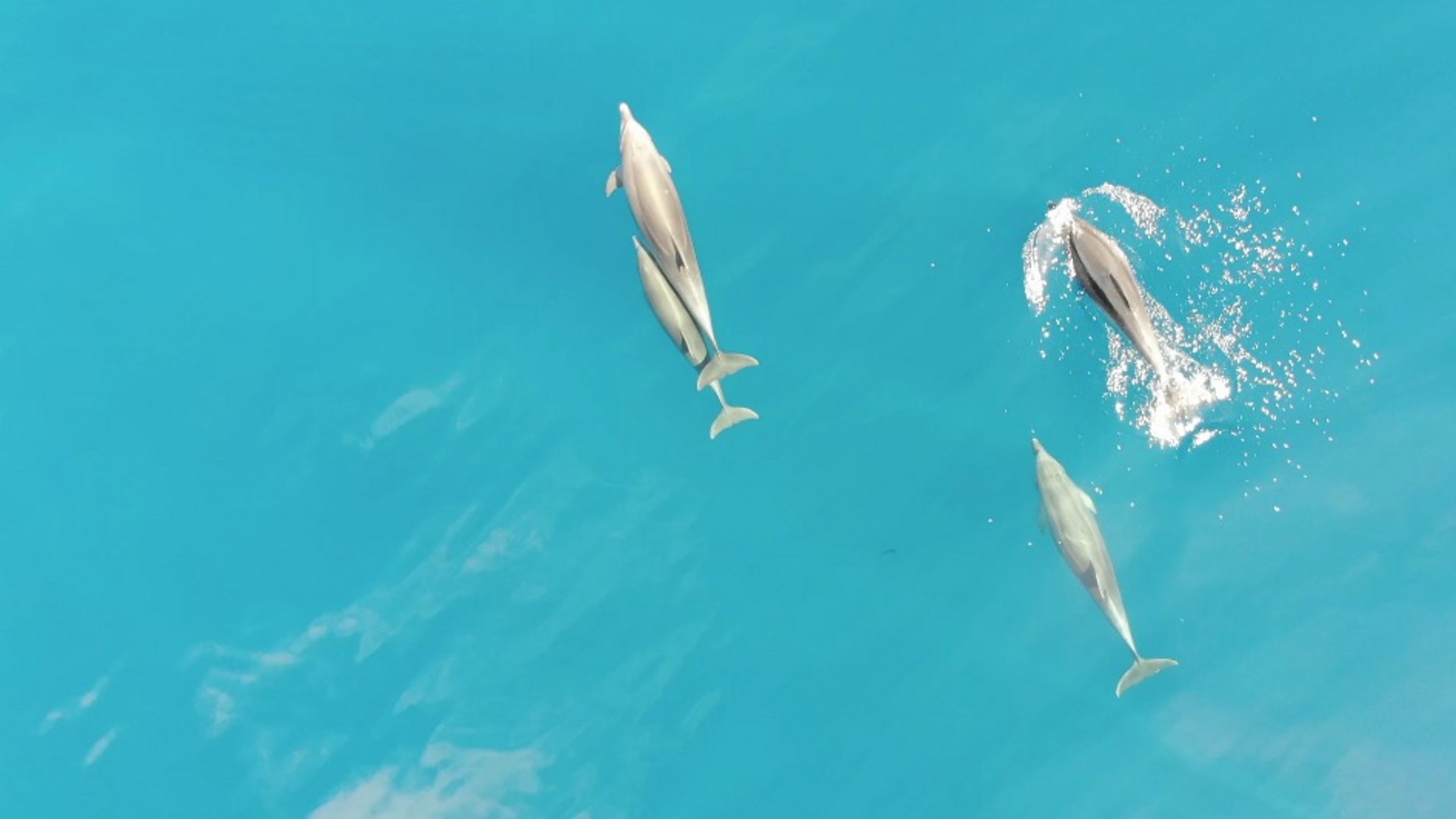 Како живе делфини у Јадрану